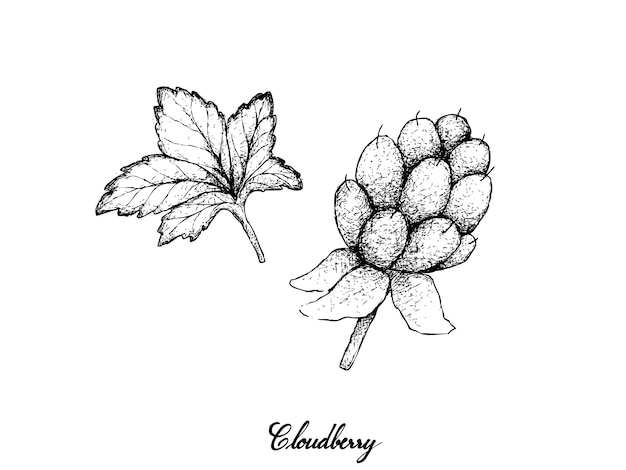 Hand drawn of fresh cloudberry