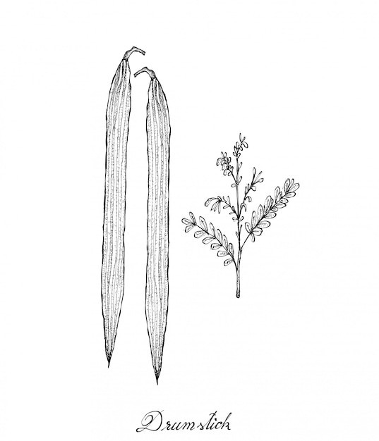 Hand drawn of fresh drumstick or moringa fruit