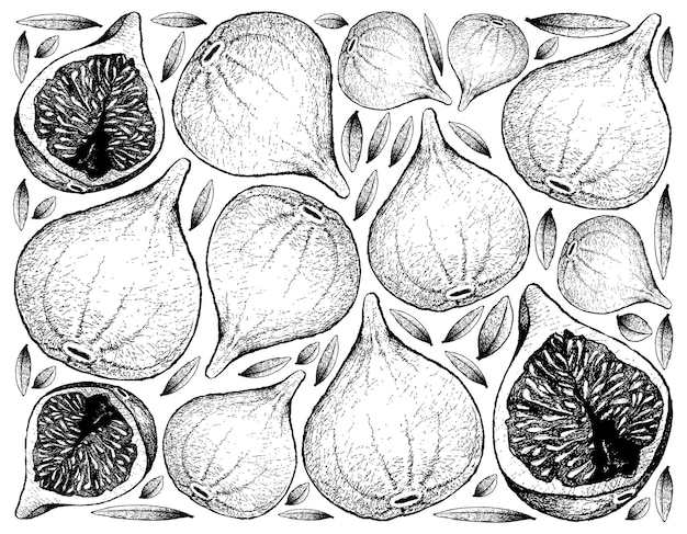 Hand drawn fresh fig fruits