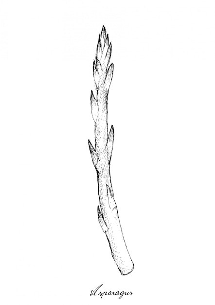 Hand drawn of fresh green asparagus on white background