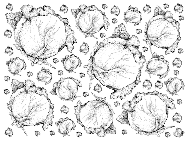 新鮮な緑のキャベツの背景を描いた手