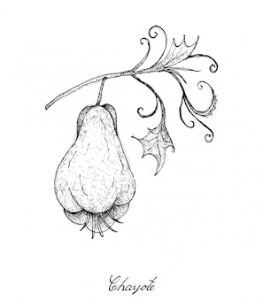 Disegnato a mano di frutta fresca chayote verde con una pianta