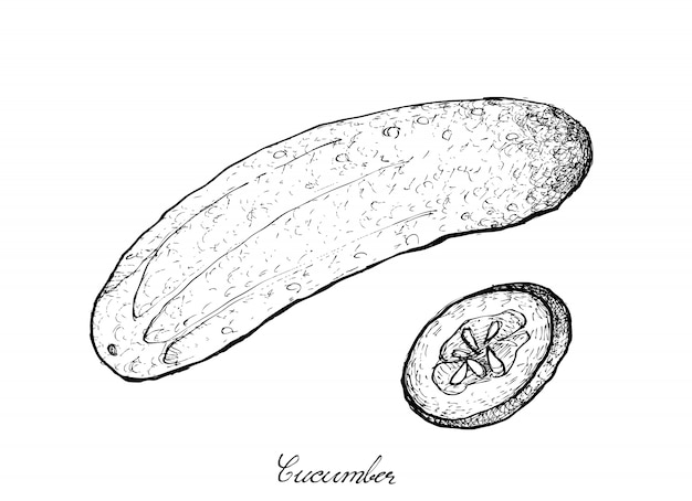 Black and white contour cucumber sketch Monochrome outline of cucumber  isolated on white Stock Vector  Adobe Stock