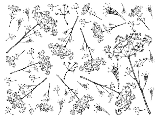 Hand drawn of fresh green dill background