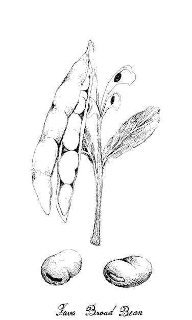 Hand drawn of fresh green fava bean