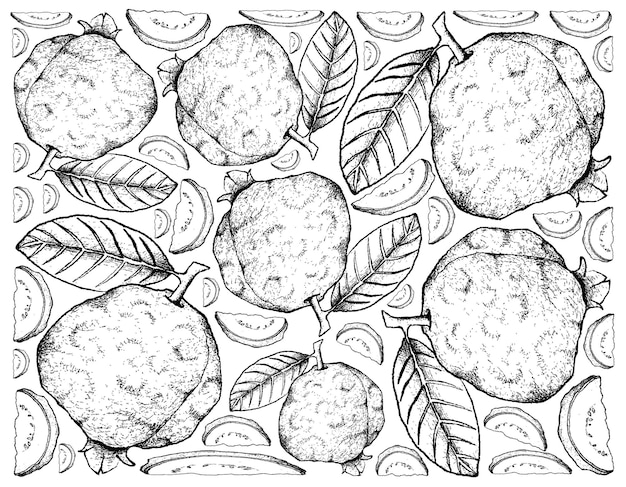 Hand drawn fresh guava fruits