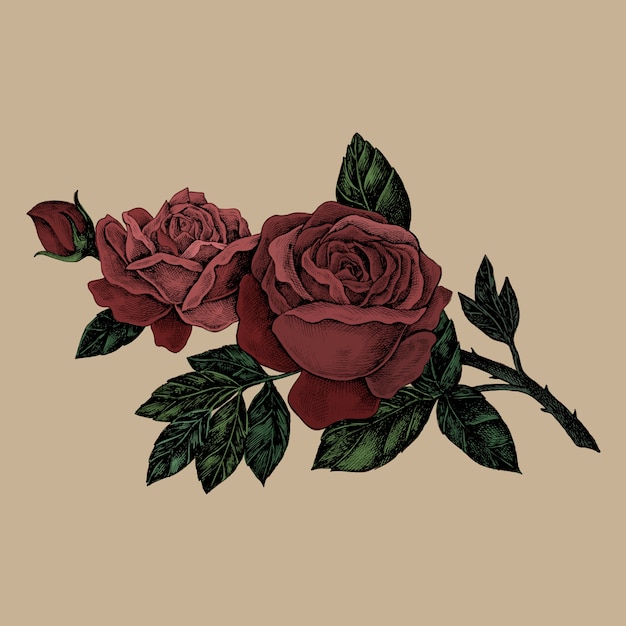 Hand drawn fresh red rose