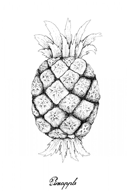 Disegnato a mano di ananas fresco dolce organico