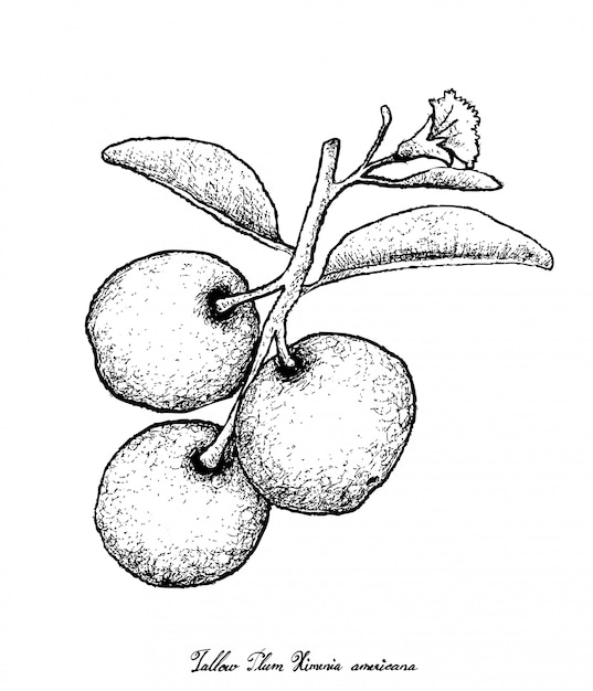 Hand drawn of fresh tallow plum