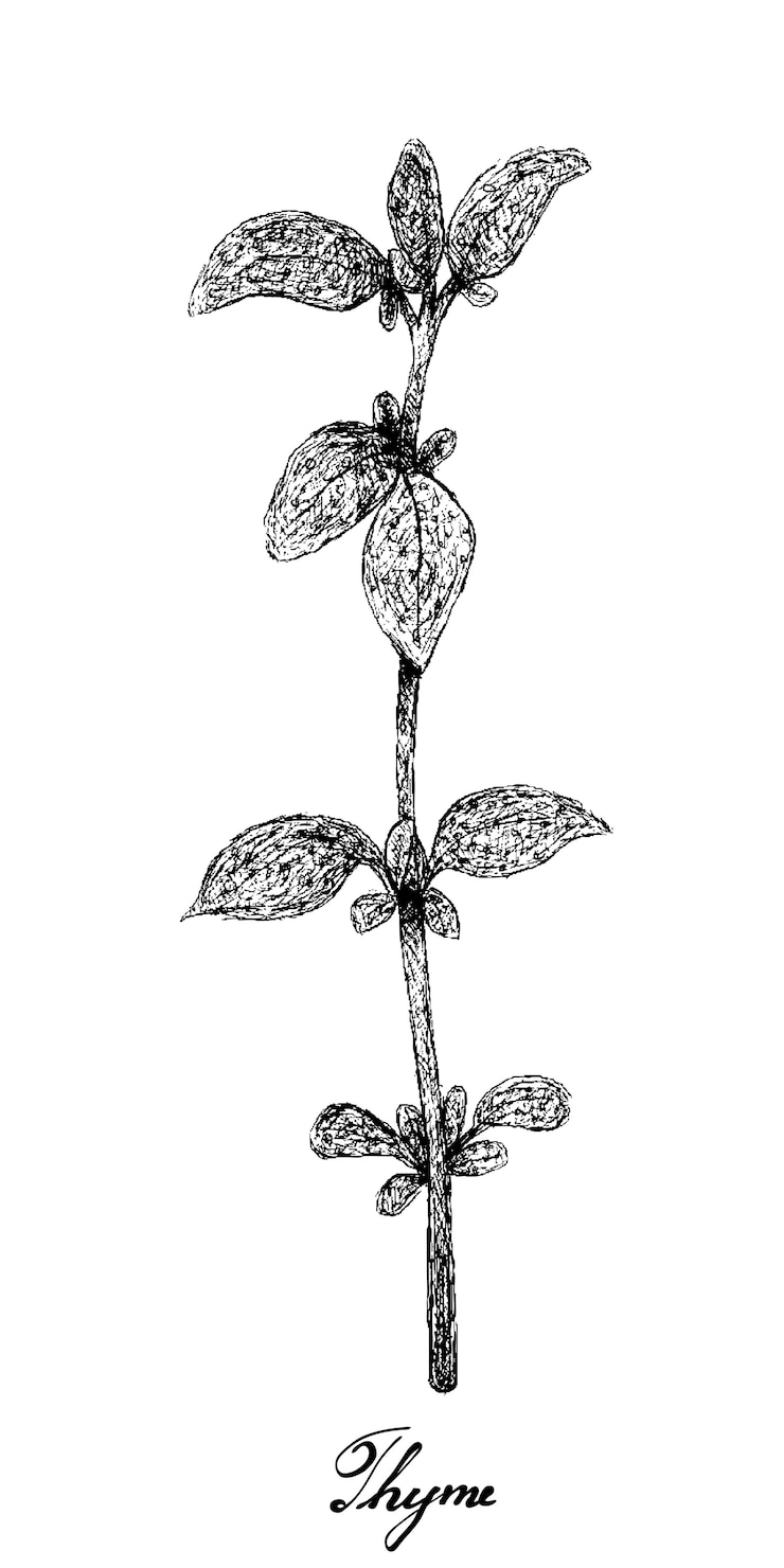 Vector hand drawn of fresh thyme plant on white 