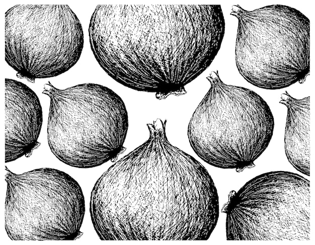 Hand Drawn of Fresh Yellow Onion on White Background