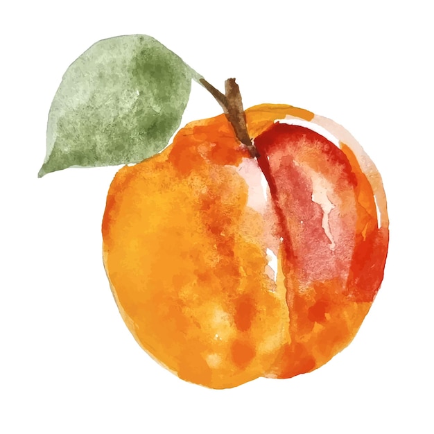 Vector hand drawn fruit element watercolor apricot clip art