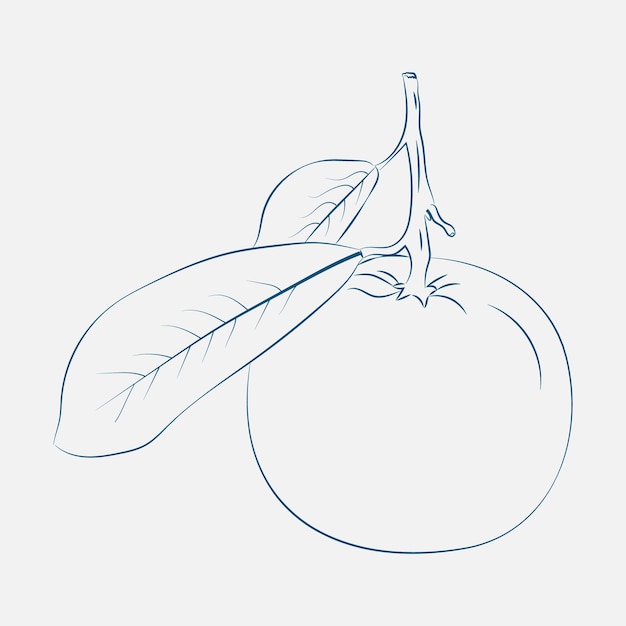 Hand Drawn Fruit Line art Illustration