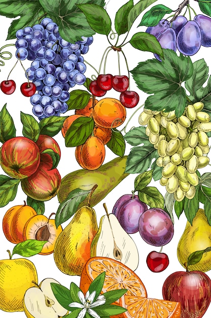 hand drawn fruits illustration