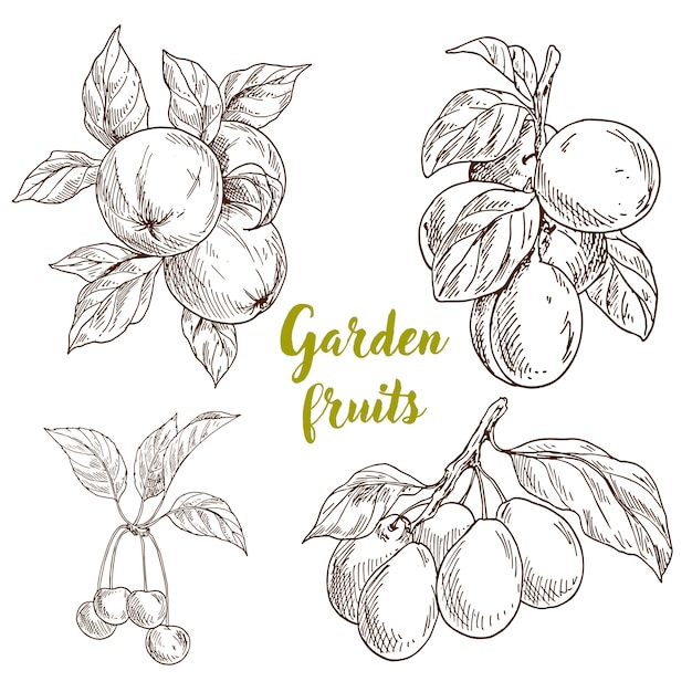 Hand drawn garden fruits collection