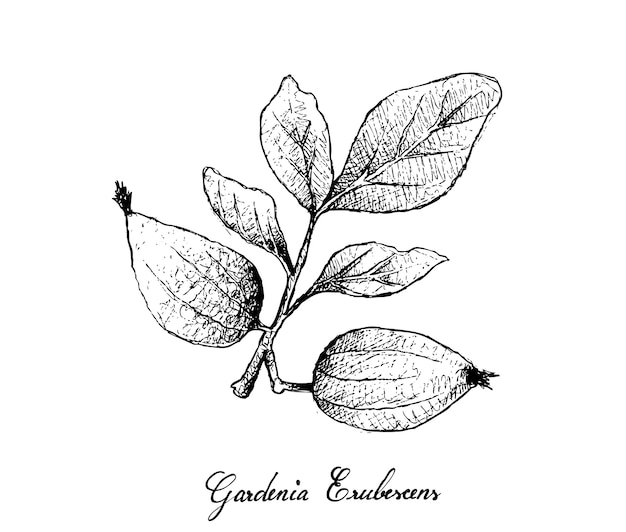 Hand drawn of gardenia erubescens fruits on tree branch