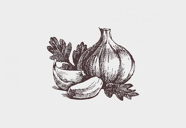 hand drawn garlic