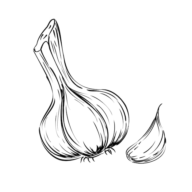 Hand drawn Garlic