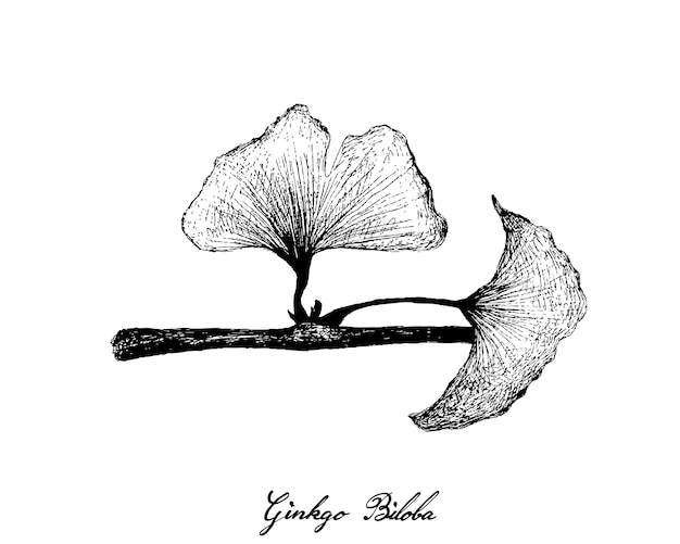 Hand Drawn of Ginkgo Biloba Plant and Leaves