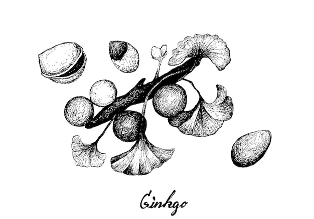 Hand Drawn of Ginkgo Biloba with Leaves and Nuts