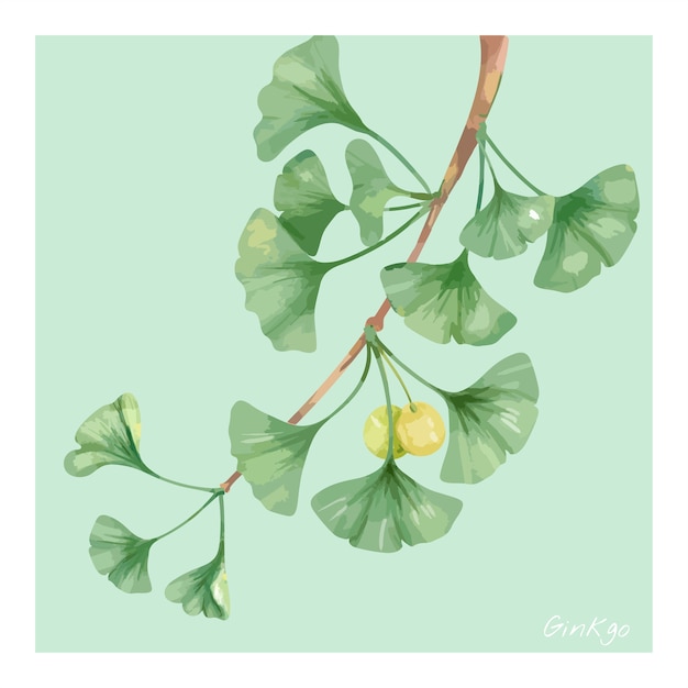 Vettore illustrazione disegnata a mano del fiore del ginkgo