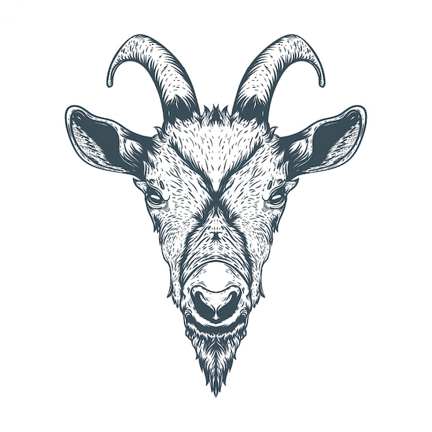 Vector hand drawn goat face illustration