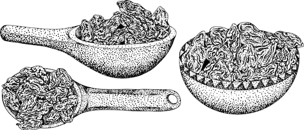 hand drawn goji berries engraving vector illustration isolated on white background superfood berry
