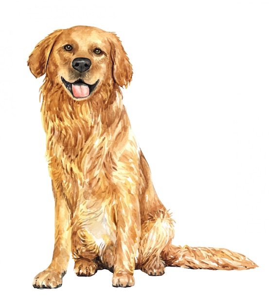 Vector hand drawn golden retriever watercolor dog.