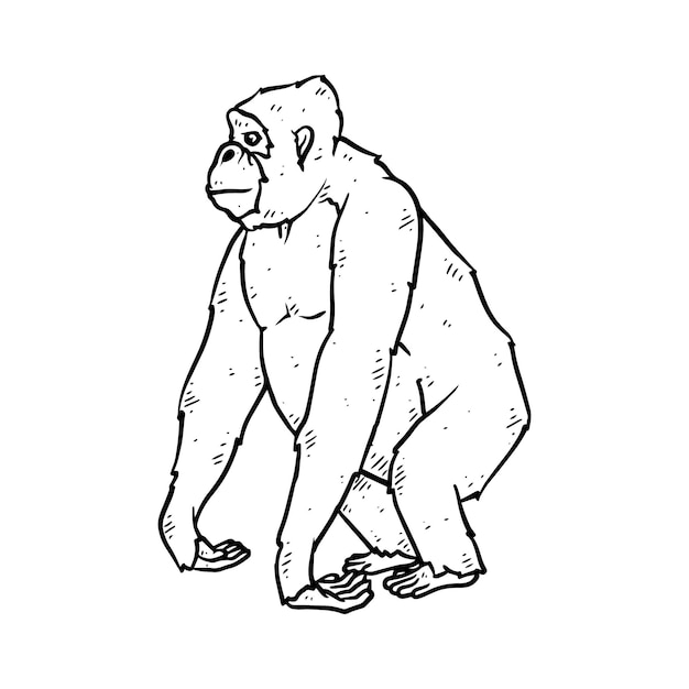 Gorilla disegnato a mano nello schizzo di stile doodle