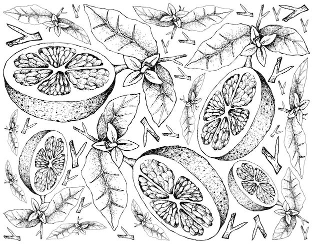 Hand Drawn of Grapefruit Fruit llustration