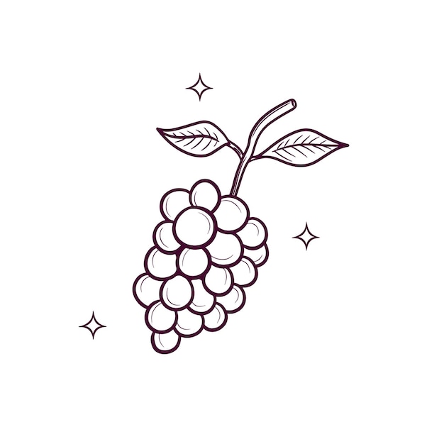 Hand Drawn Grapes Doodle Vector Sketch Illustration