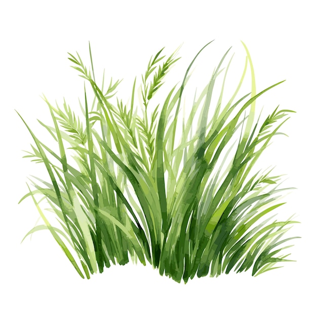 Hand Drawn Grass Watercolor Vector Illustration