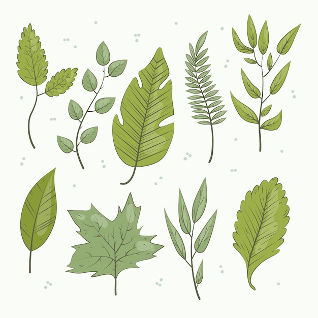 Vector hand drawn green leaves collection