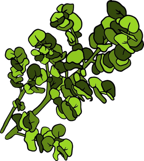 Hand drawn green round leaves branch