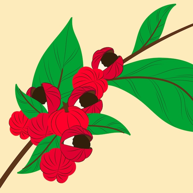 Hand drawn guarana illustration