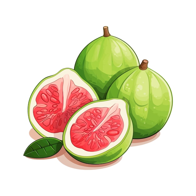 Vector hand drawn guava vector cartoon isolated white background