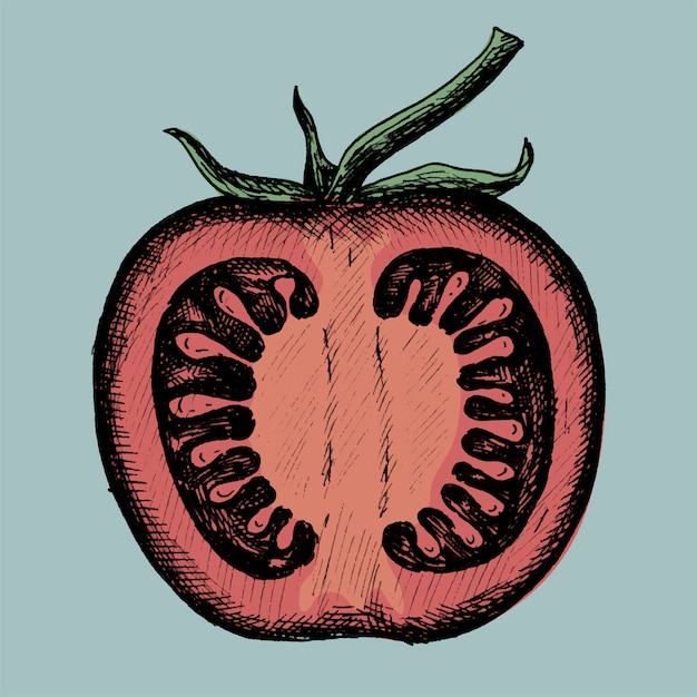 Hand drawn halved fresh tomato