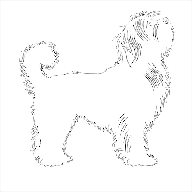 hand drawn havanese dog outline illustration