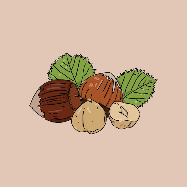 Vector hand drawn hazelnuts illustration