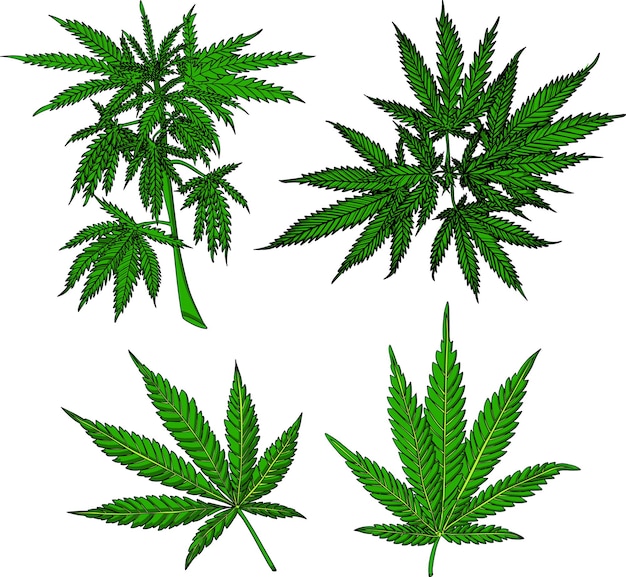 Hand drawn hemp plant Cannabis branch with leaves