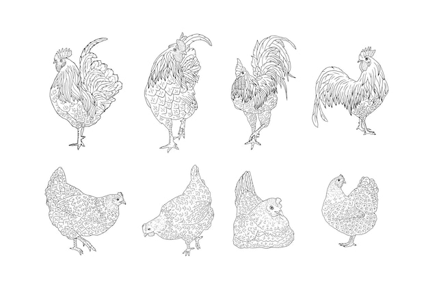 Set di galline e galli disegnati a mano