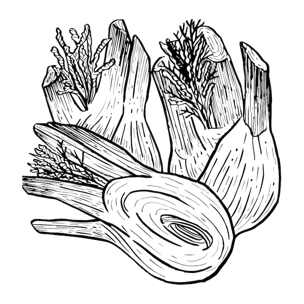 Vector hand drawn herb