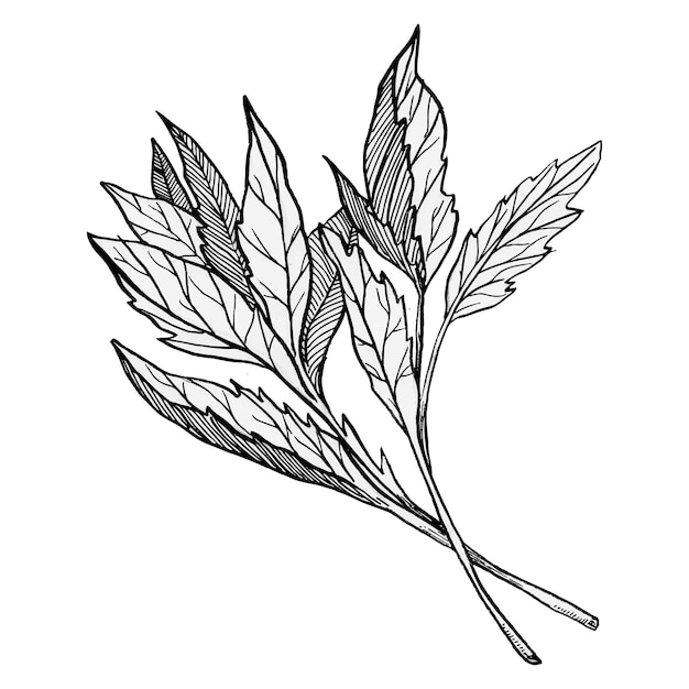 Vector hand drawn herb