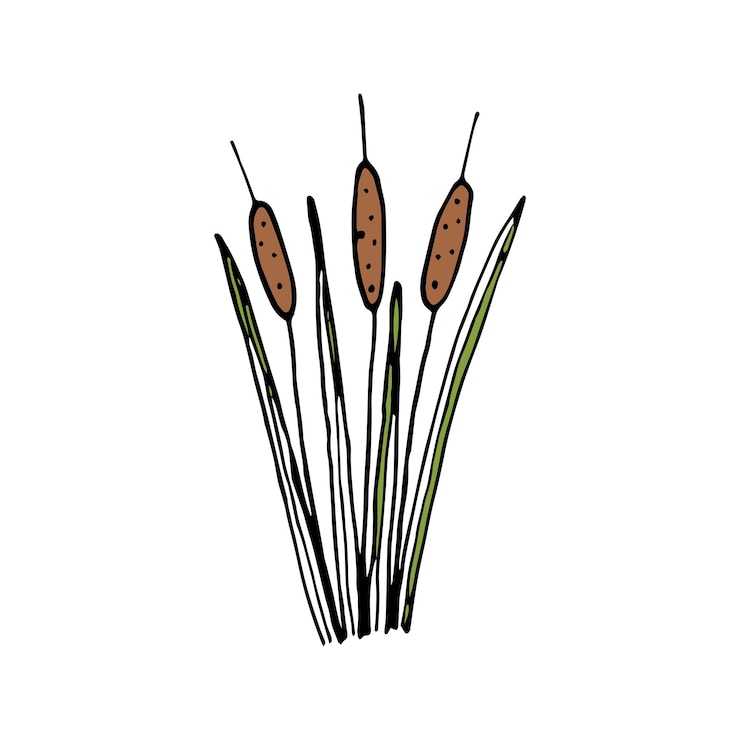 Vector hand drawn herbal element on a white isolated background a clump of reeds