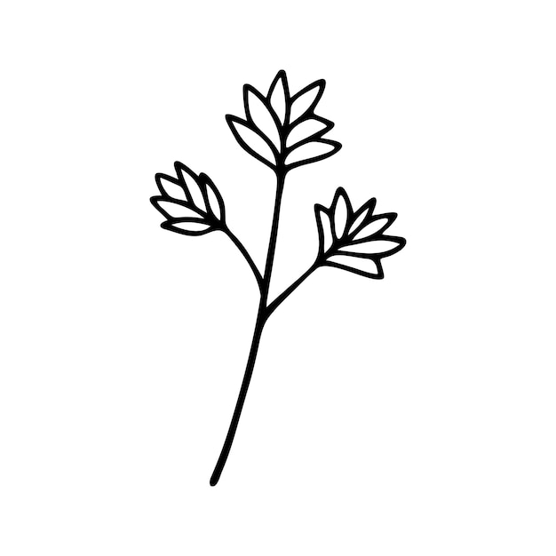 Hand drawn herbal floral clipart One line doodle vector