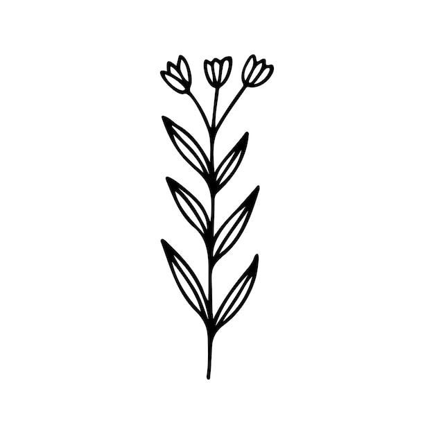 Hand drawn herbal floral clipart One line doodle vector