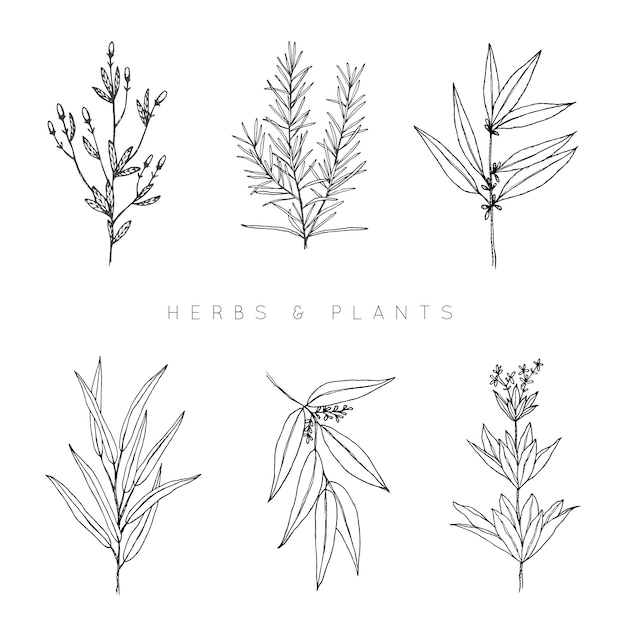 Raccolta di erbe e piante disegnata a mano