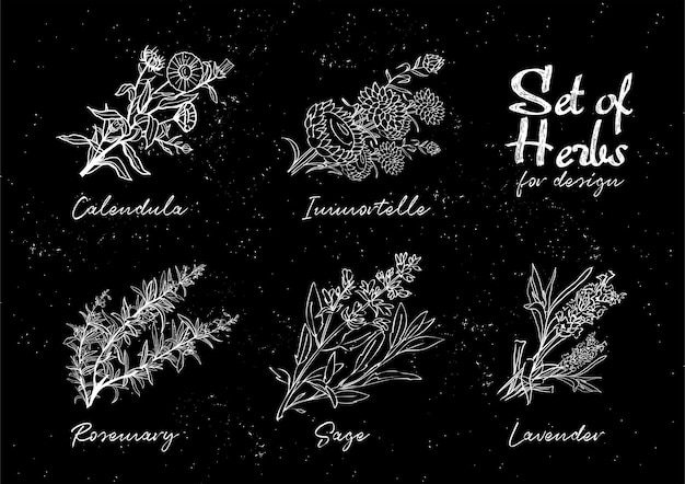 Hand drawn herbs set