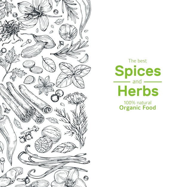 Vector hand drawn herbs and spices banner