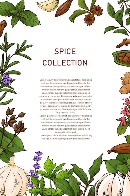 Vector hand drawn herbs and spices illustration